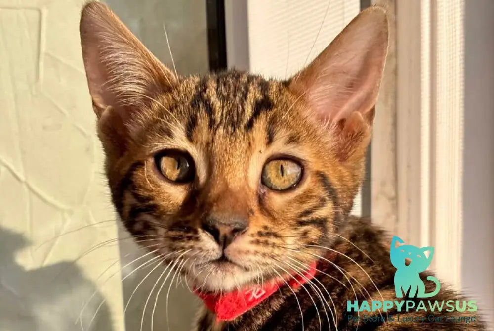 Lily Bengal female black spotted tabby - live animals