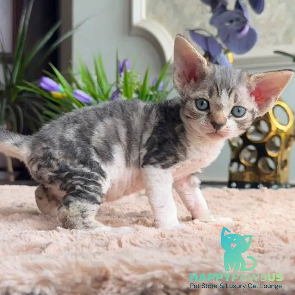 Lily Devon Rex female black tortie with white tabby - live animals