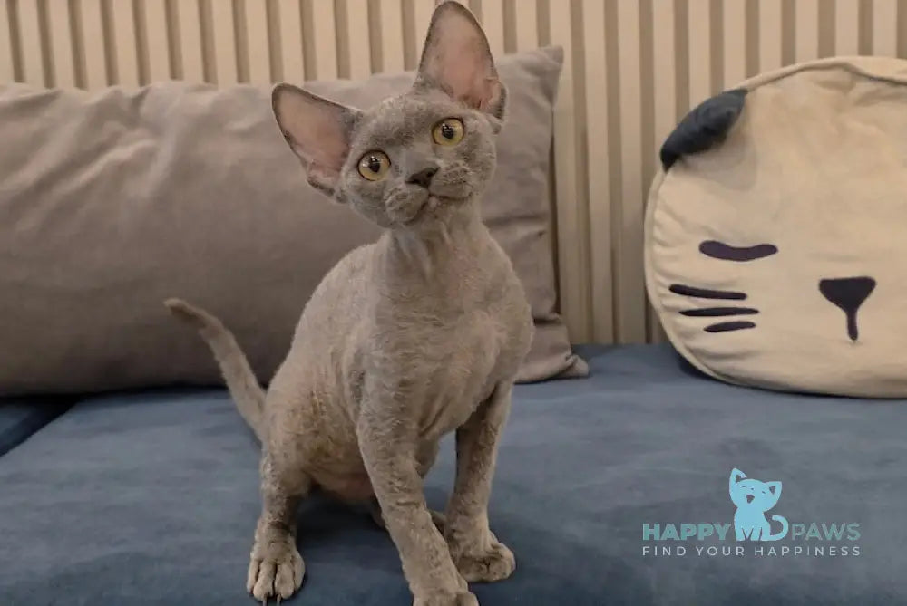 Lily Devon Rex female blue live animals