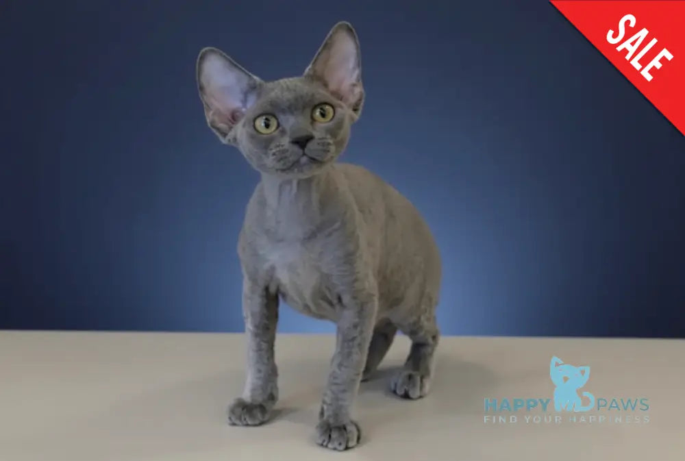 Lily Devon Rex female blue - live animals