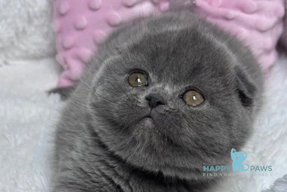 Lily Scottish Fold female blue live animals