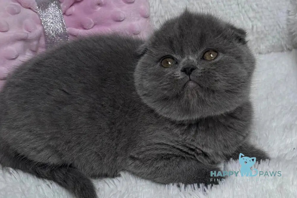 Lily Scottish Fold female blue live animals