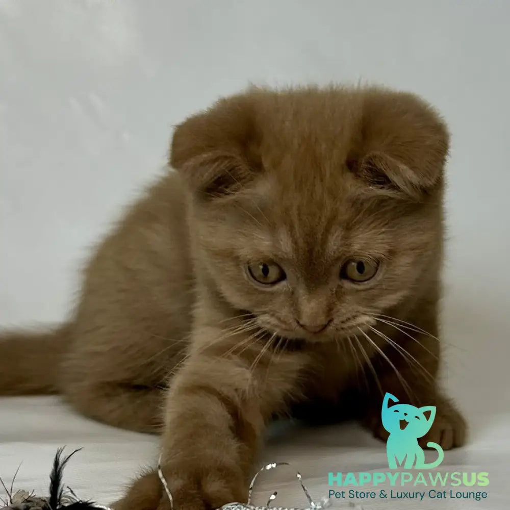 Lim Scottish Fold male cinnamon - live animals