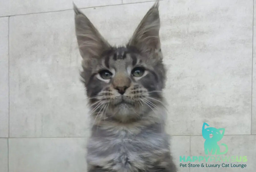 Limbo Maine Coon male black tabby - live animals