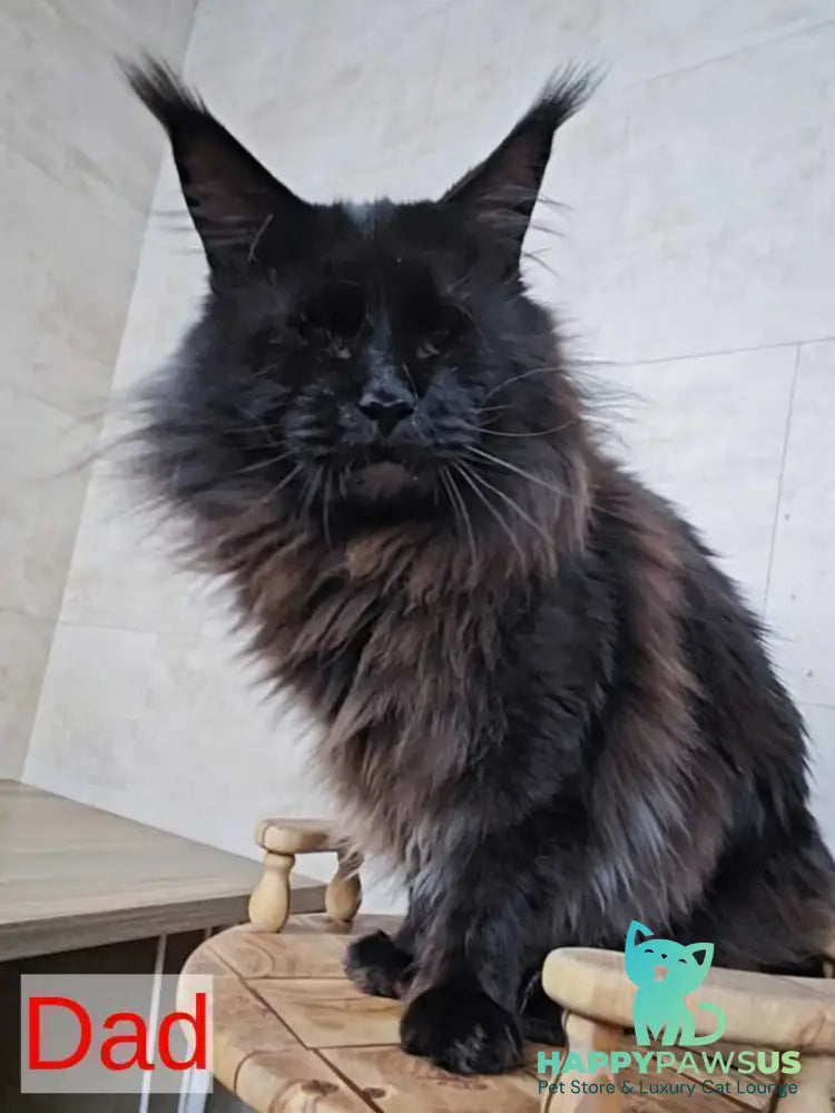 Limbo Maine Coon male black tabby - live animals