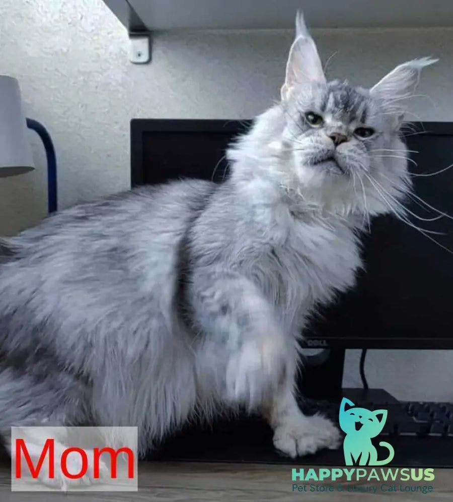 Limbo Maine Coon male black tabby - live animals