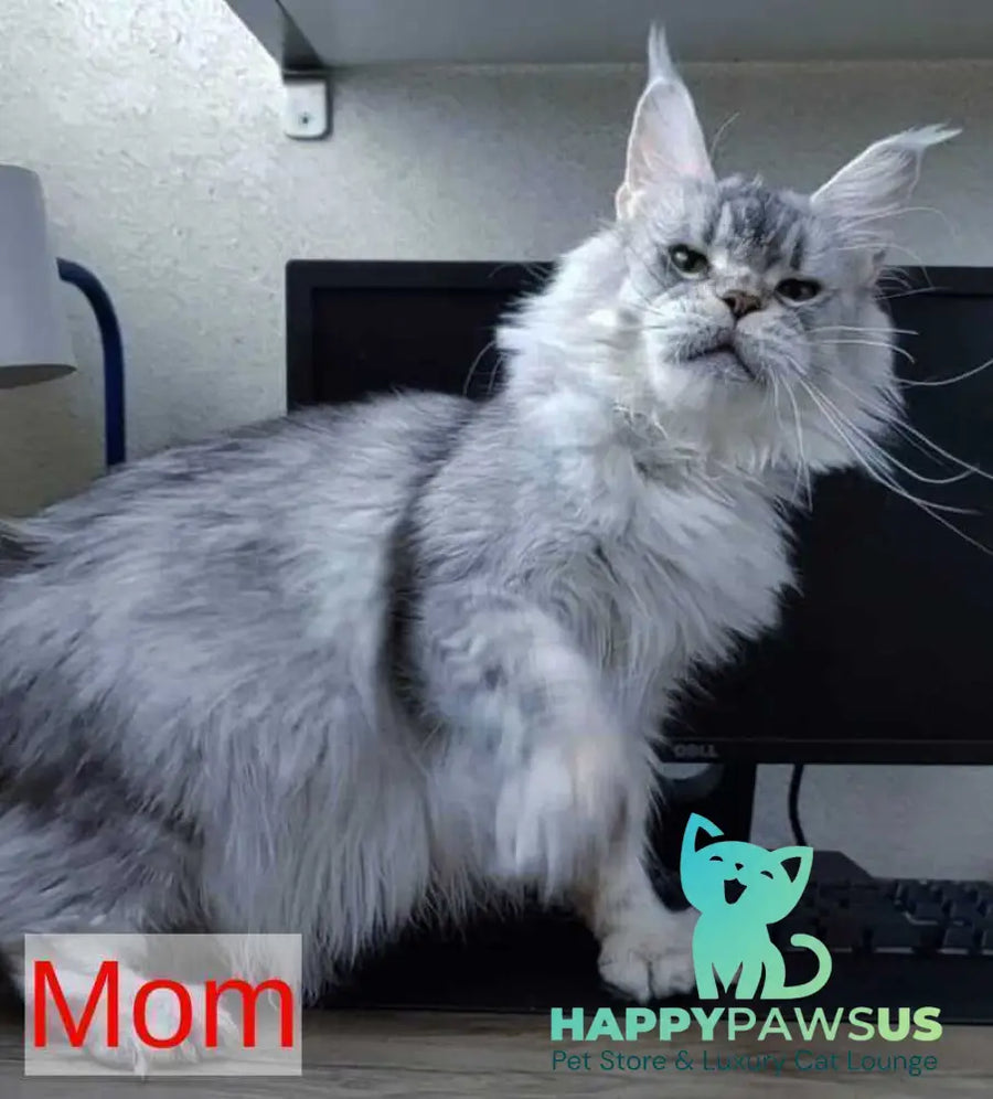 Limbo Maine Coon male black tabby - live animals