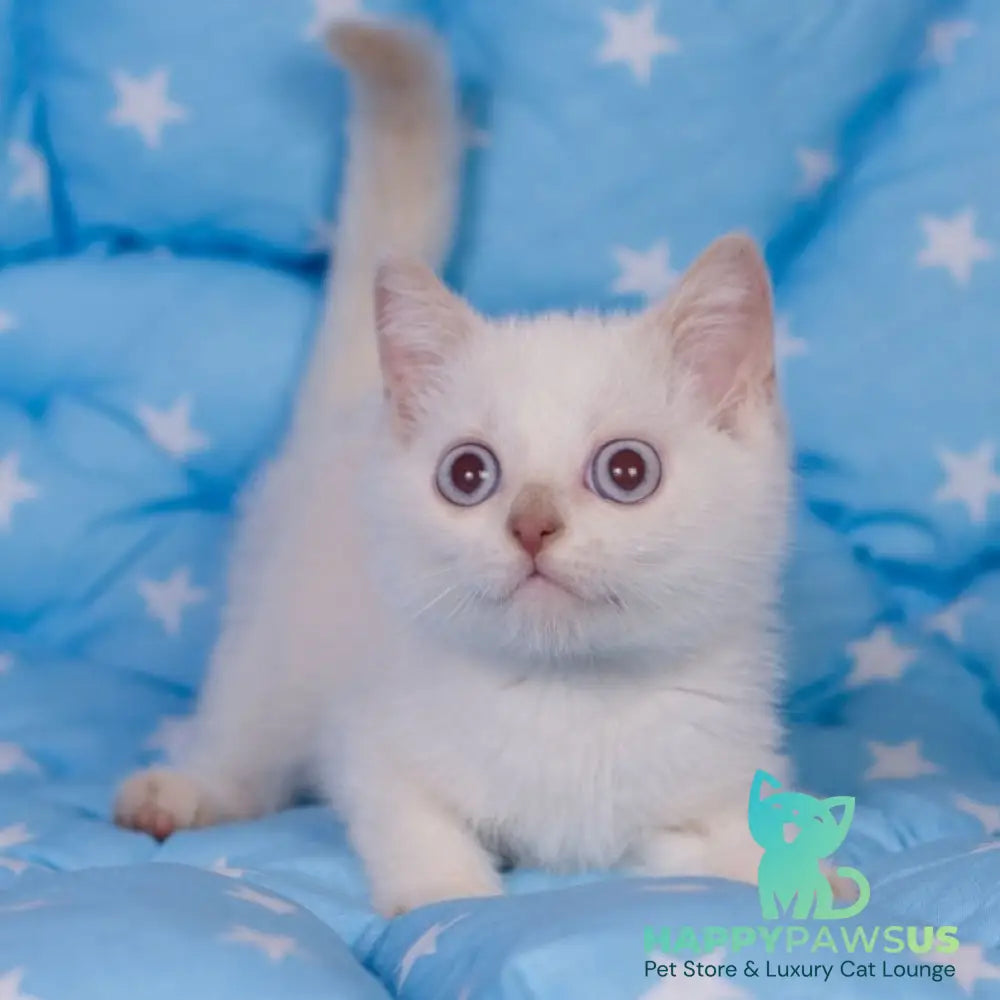 Lime British Shorthair male fawn pointed - live animals
