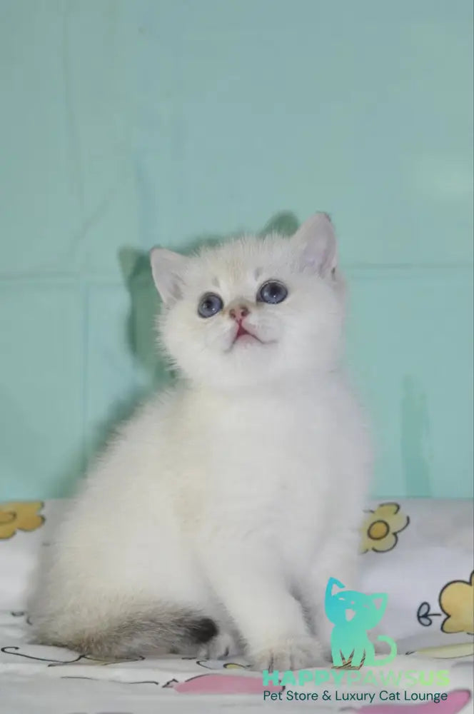 Limon British Shorthair male black golden shaded pointed - live animals