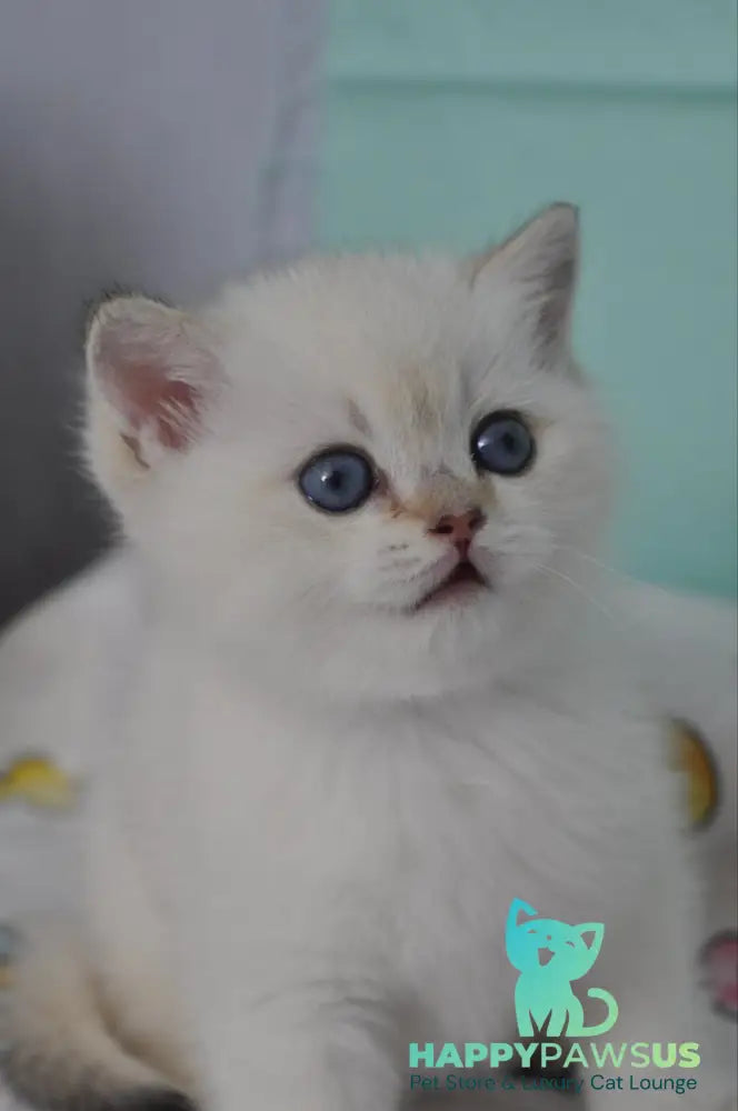 Limon British Shorthair male black golden shaded pointed - live animals