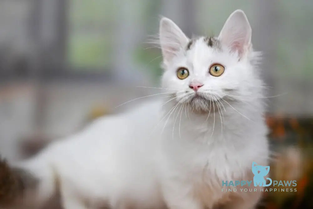 Limonchella Munchkin female chocolate tabby van live animals