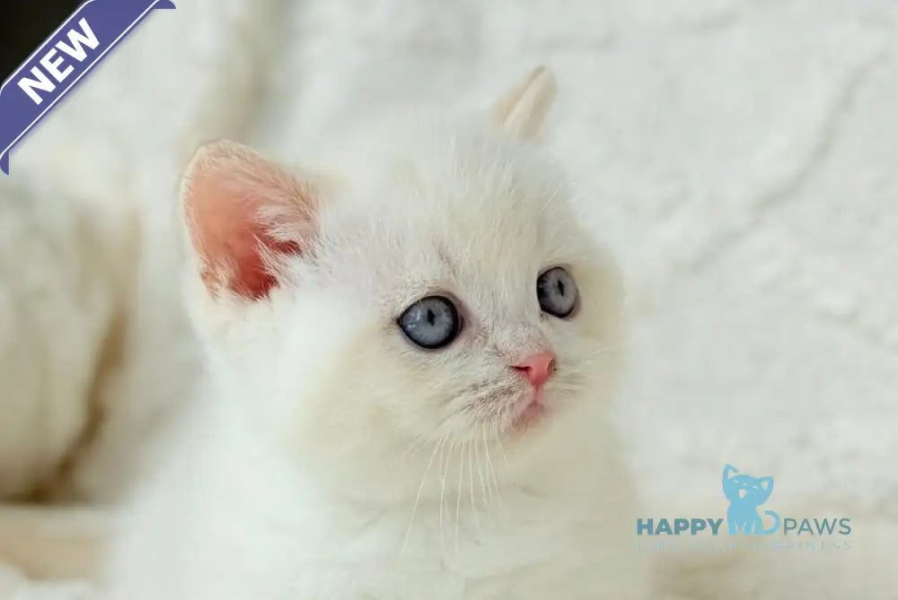 Limonchik Munchkin male red pointed live animals