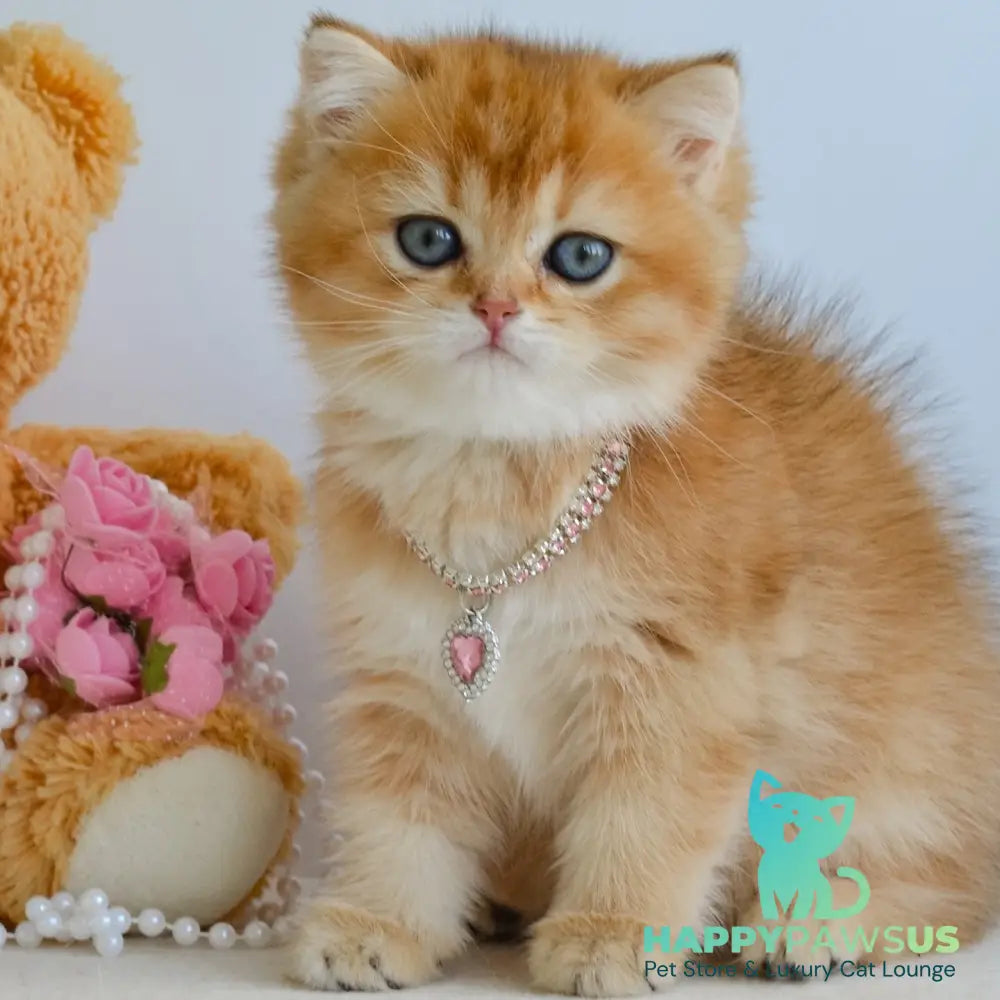 Lina British Shorthair female black golden shaded - live animals