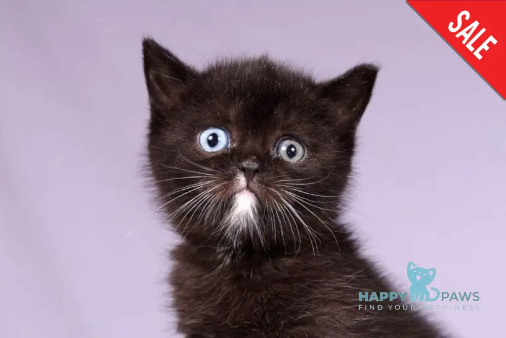 Lina Scottish Straight female black live animals