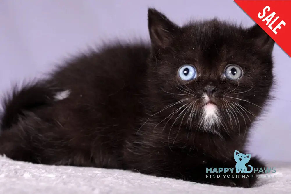 Lina Scottish Straight female black live animals