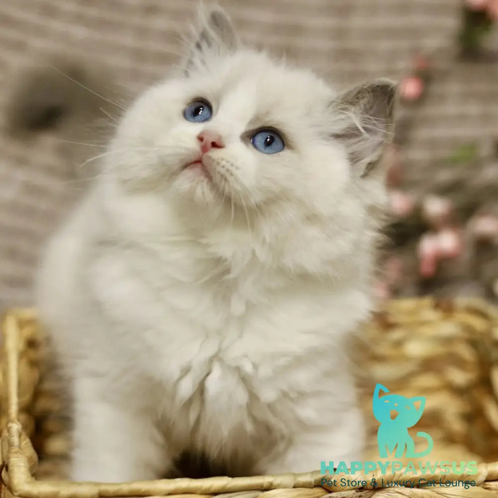 Lincoln Ragdoll male blue bicolour - live animals