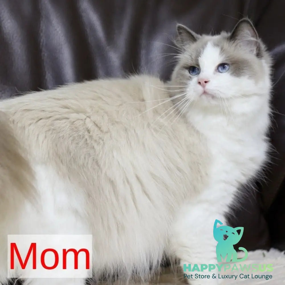 Lincoln Ragdoll male blue bicolour - live animals