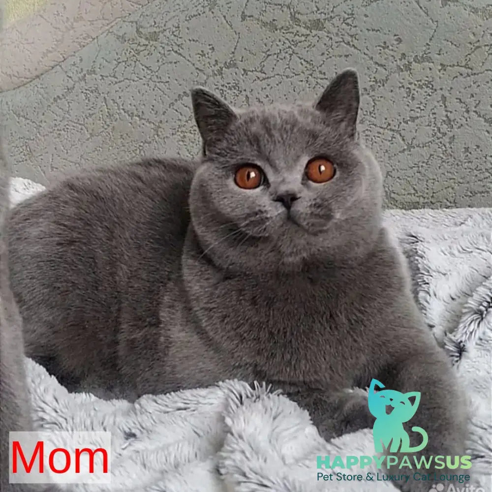 Linda British Shorthair female black - live animals
