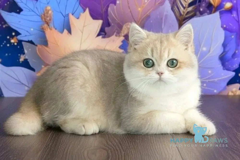 Linda British Shorthair female blue golden chinchilla live animals