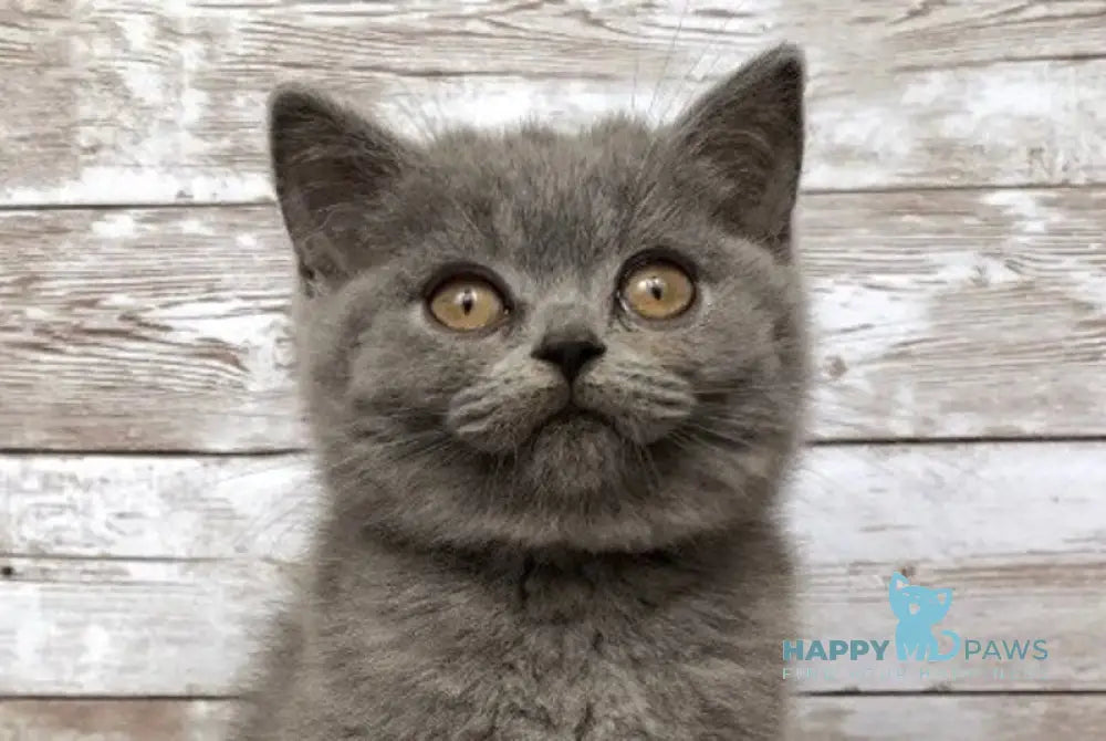 Linda British Shorthair female blue live animals