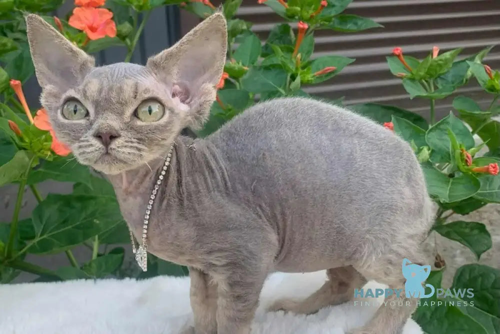 Linda Devon Rex female blue spotted tabby live animals