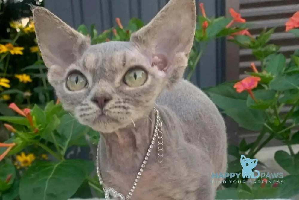 Linda Devon Rex female blue spotted tabby live animals