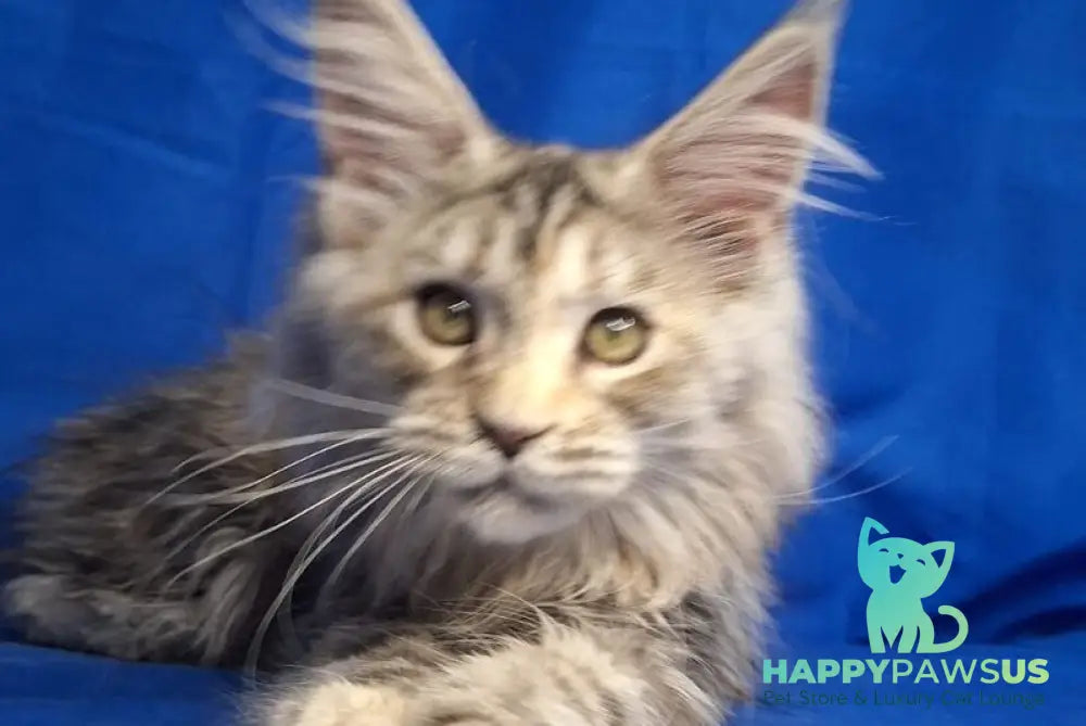 Linda Maine Coon female black tortie silver tabby - live animals