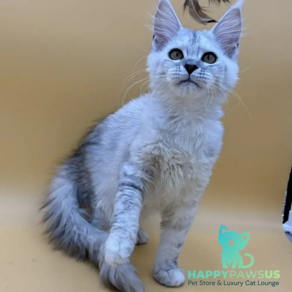 Lindsay Maine Coon female black tortie silver shaded - live animals