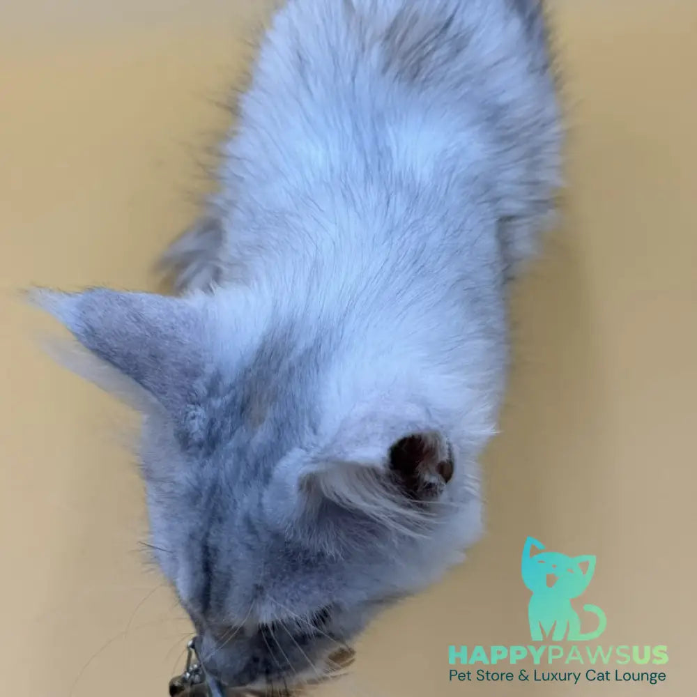 Lindsay Maine Coon female black tortie silver shaded - live animals