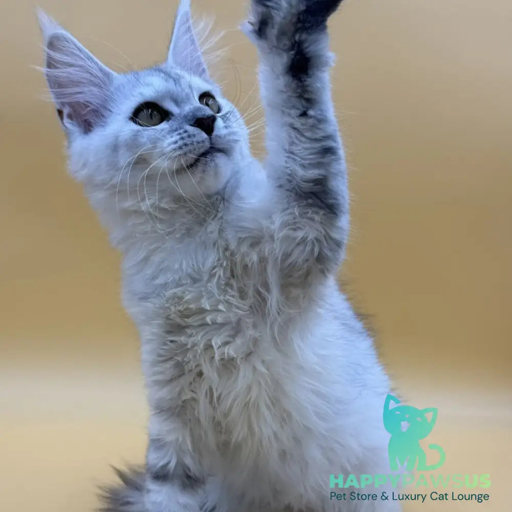 Lindsay Maine Coon female black tortie silver shaded - live animals
