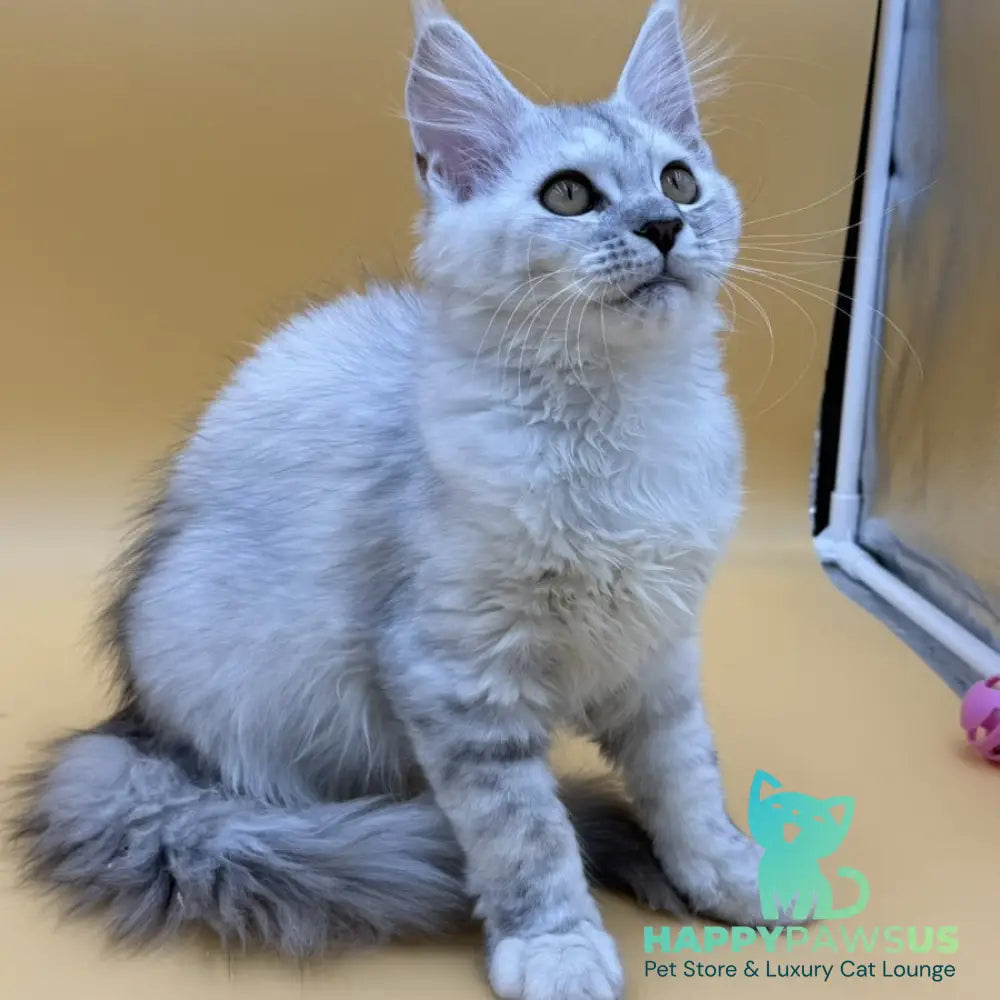 Lindsay Maine Coon female black tortie silver shaded - live animals