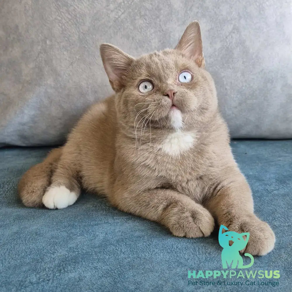 Lion British Shorthair male fawn with white - live animals