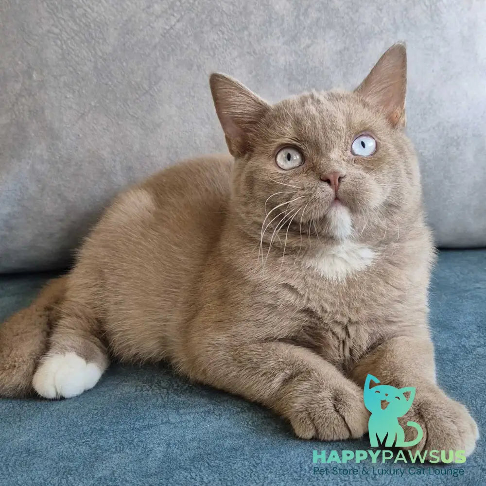Lion British Shorthair male fawn with white - live animals