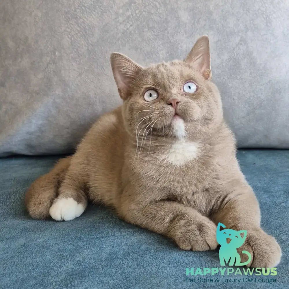 Lion British Shorthair male fawn with white - live animals