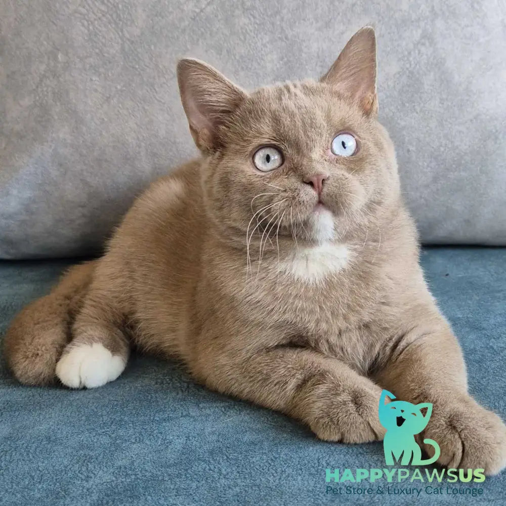 Lion British Shorthair male fawn with white - live animals