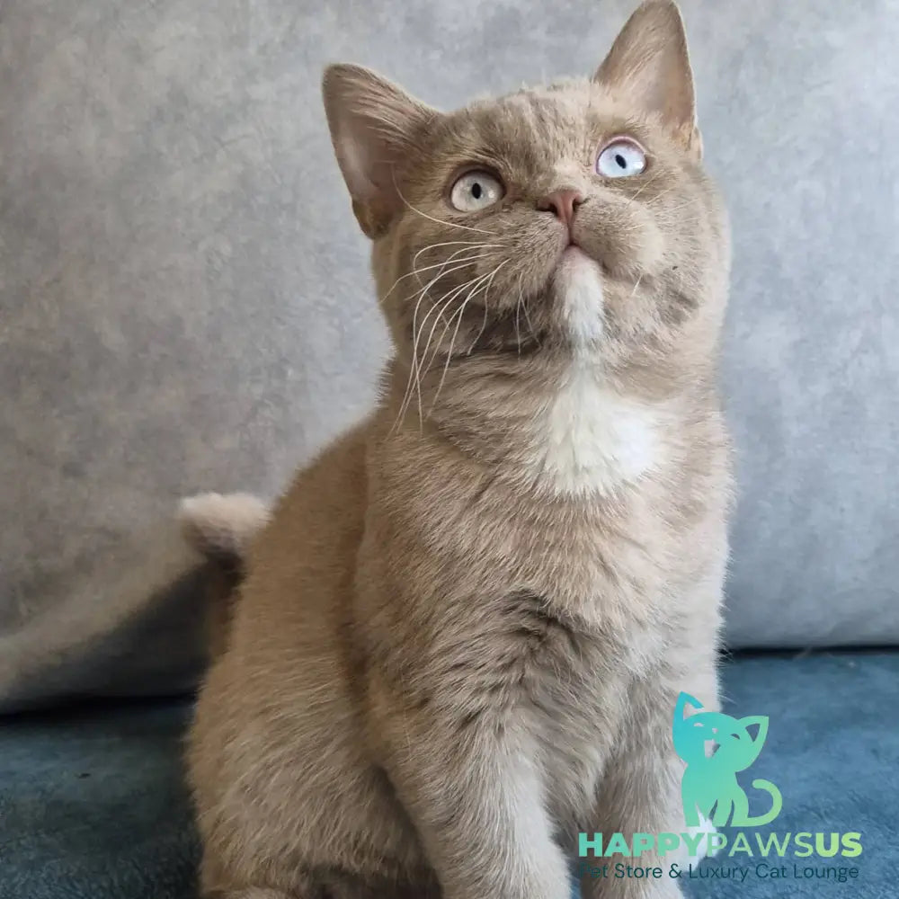 Lion British Shorthair male fawn with white - live animals