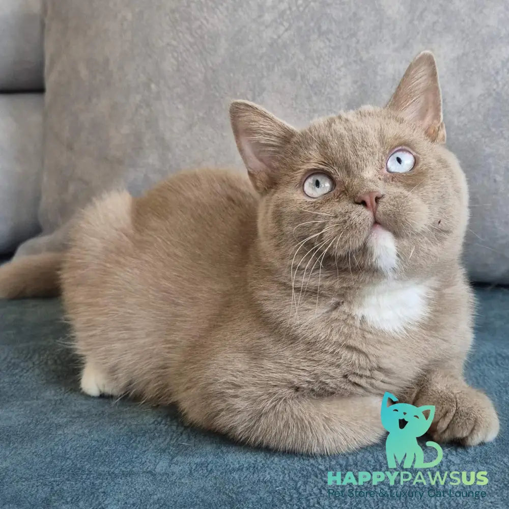 Lion British Shorthair male fawn with white - live animals
