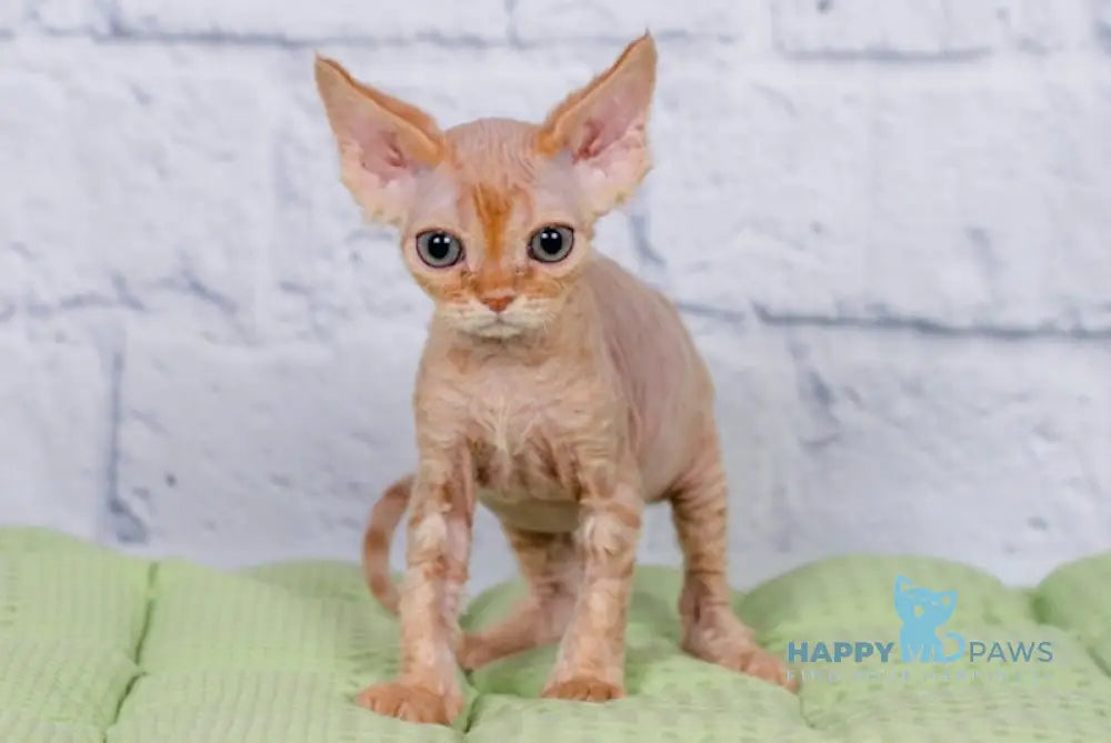 Lion Devon Rex male red live animals