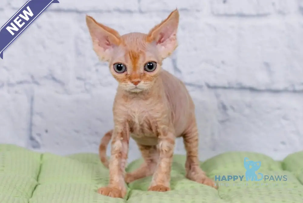 Lion Devon Rex male red live animals