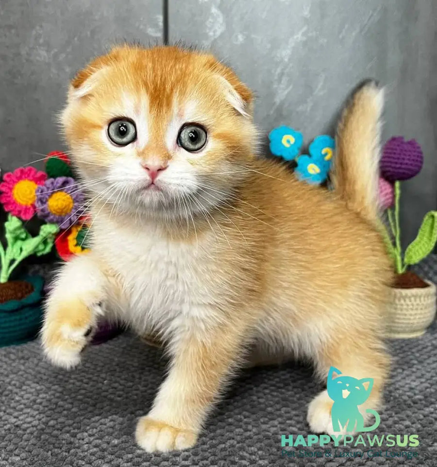 Lion Scottish Fold male black golden chinchilla - live animals