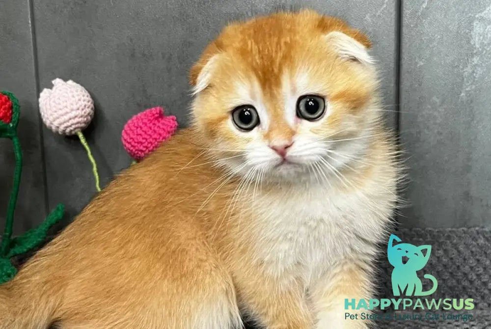 Lion Scottish Fold male black golden chinchilla - live animals
