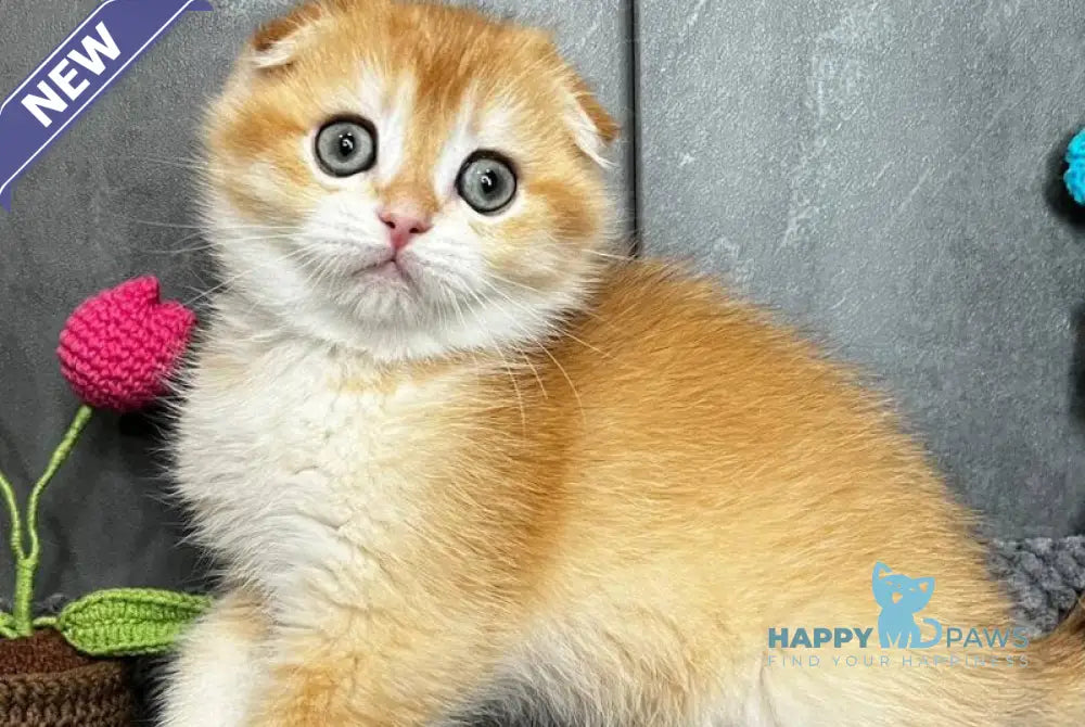 Lion Scottish Fold male black golden chinchilla - live animals