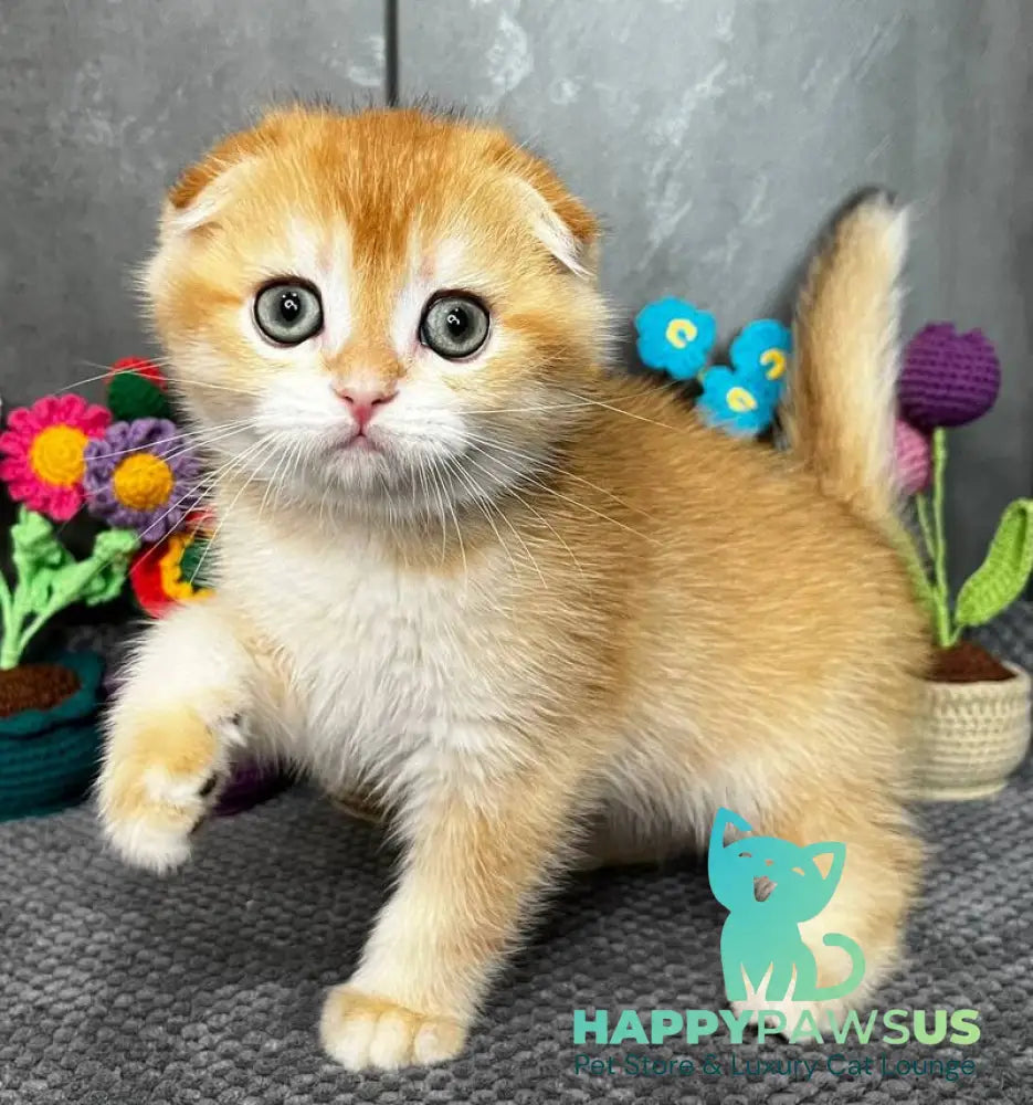 Lion Scottish Fold male black golden chinchilla - live animals