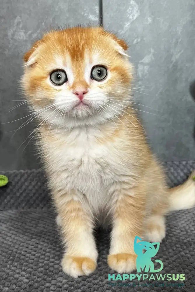 Lion Scottish Fold male black golden chinchilla - live animals