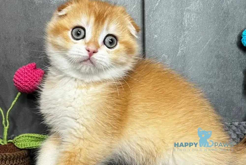 Lion Scottish Fold male black golden chinchilla - live animals