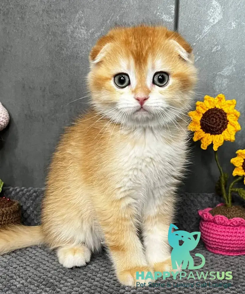 Lion Scottish Fold male black golden chinchilla - live animals