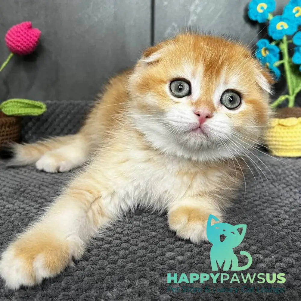 Lion Scottish Fold male black golden chinchilla - live animals