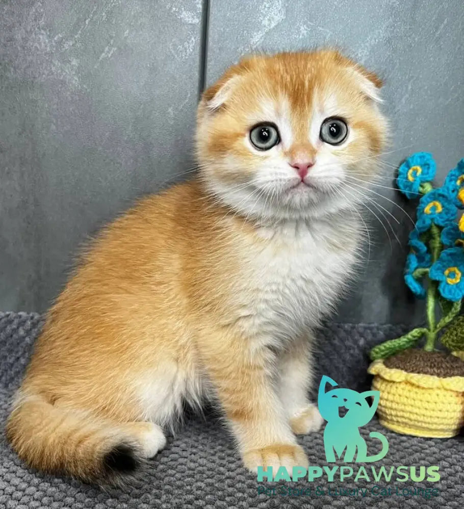 Lion Scottish Fold male black golden chinchilla - live animals