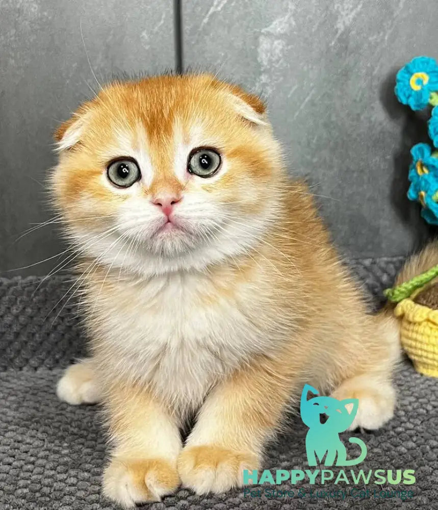 Lion Scottish Fold male black golden chinchilla - live animals