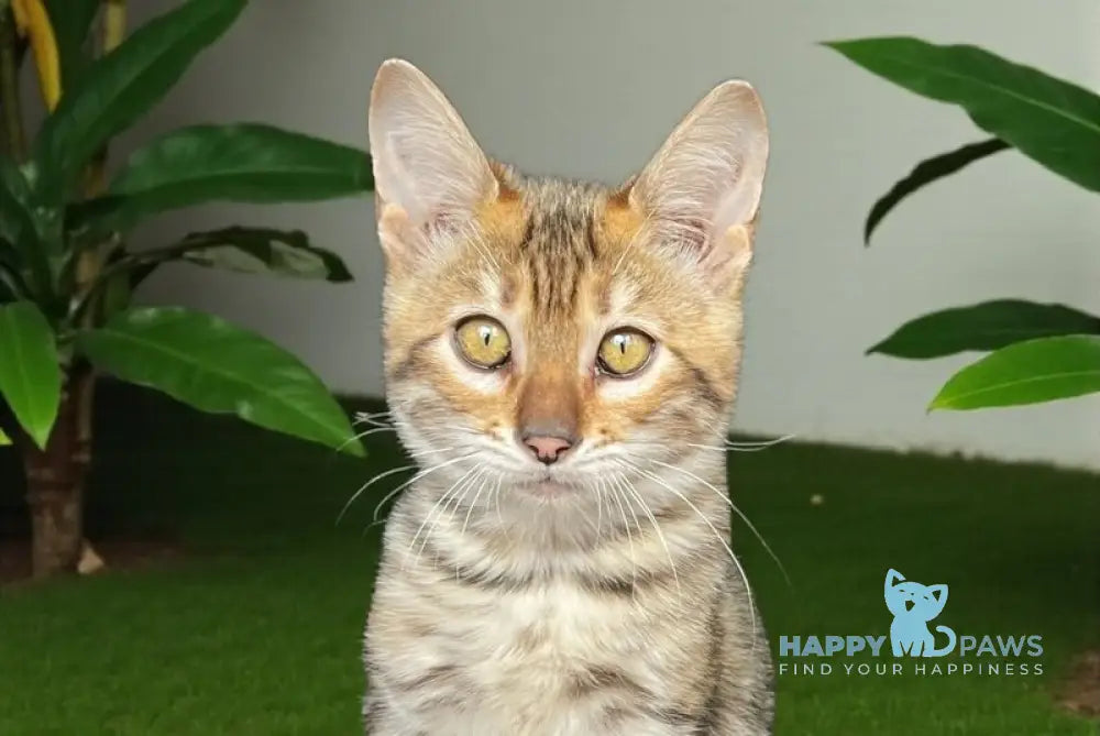 Liora-Kai Toyger female black tabby live animals